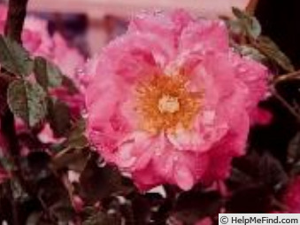 'Fumiko Kogane' rose photo