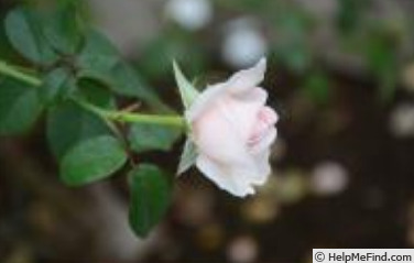 'Kunzite' rose photo
