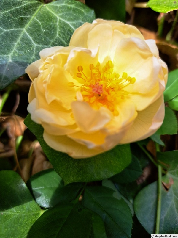 'Wollerton Old Hall' rose photo