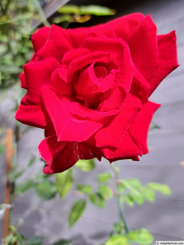 'Simone Veil ®' rose photo