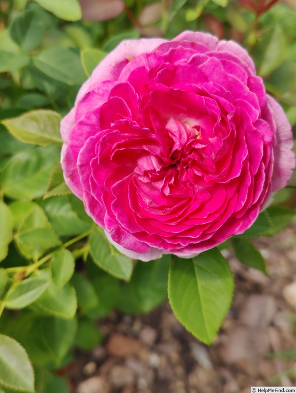 'Raspberry Cupcake ™' rose photo