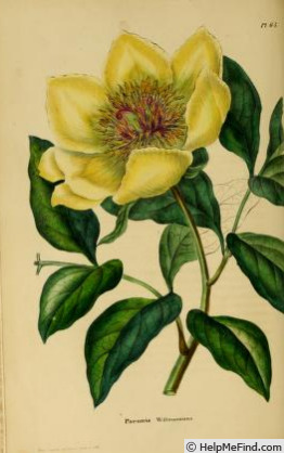 '<i>P. wittmanniana</i> Hartwiss ex Lindl. synonym' peony photo