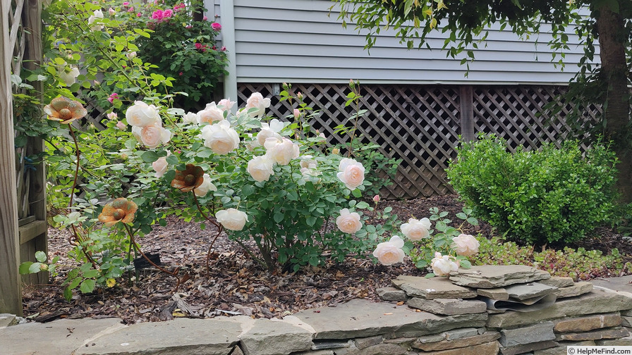'Desdemona ® (Shrub, Austin, 2015)' rose photo