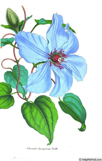 '<i>C. lanuginosa</i> Lindl. in Paxt.' clematis photo