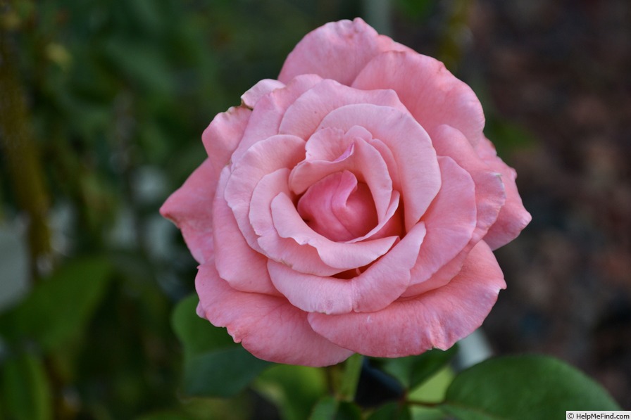 'Sonia (hybrid tea, Meilland, 1973)' rose photo