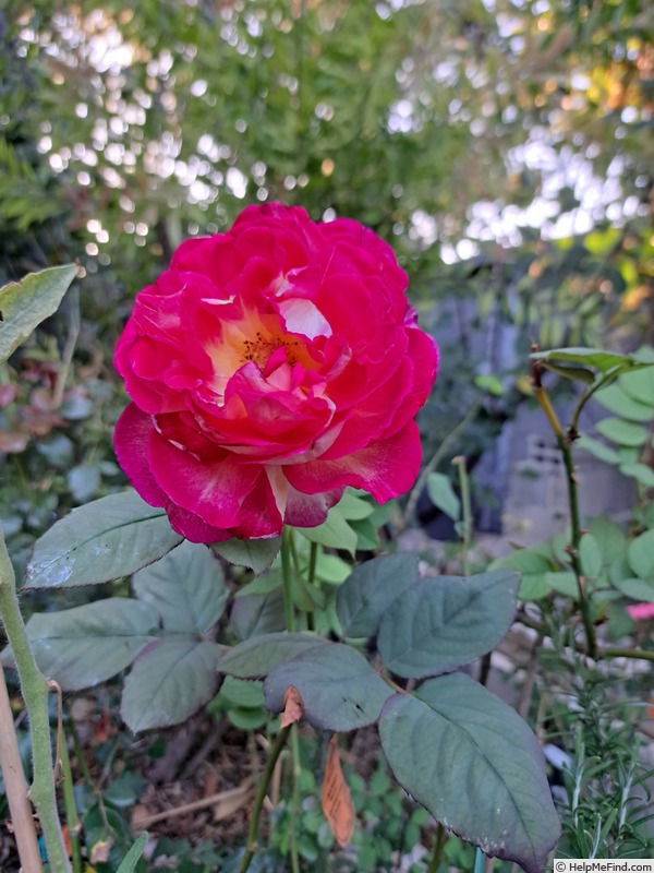 'Bolshoï ® (hybrid tea, Meilland, 1996)' rose photo
