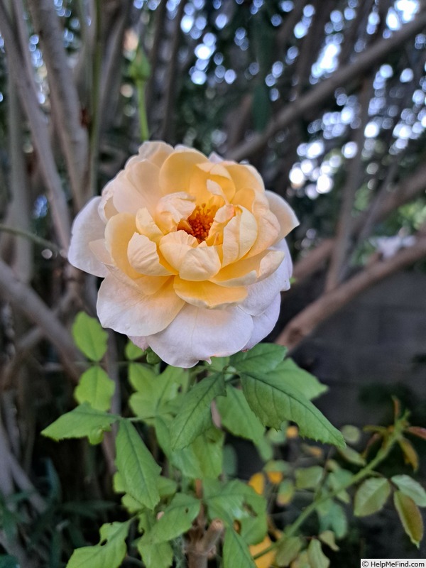 'Pierre Hermé ®' rose photo