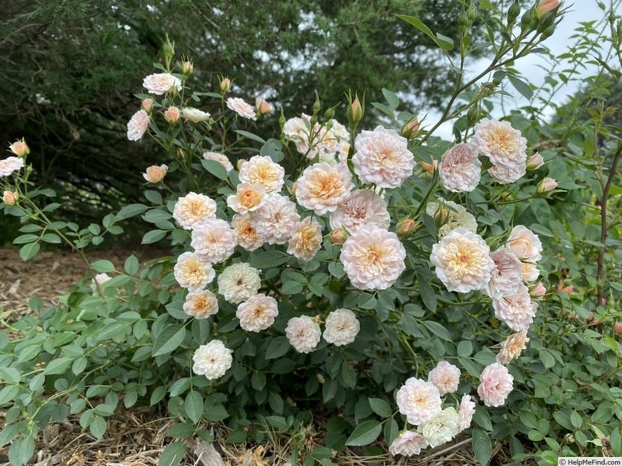 'Petite Peach' rose photo