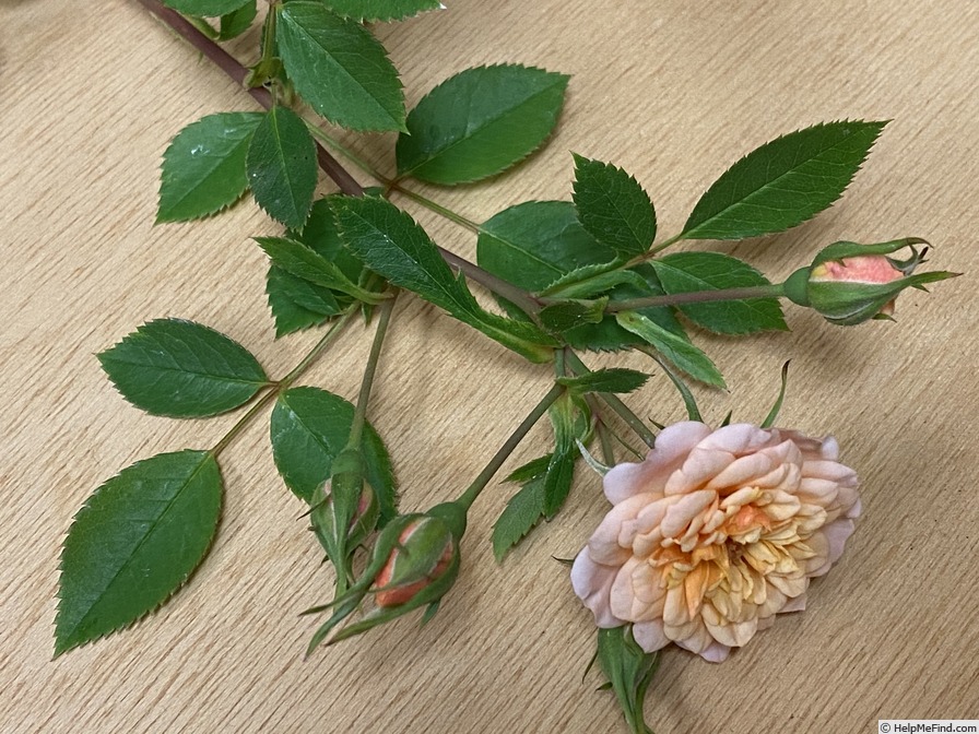 'Petite Peach' rose photo