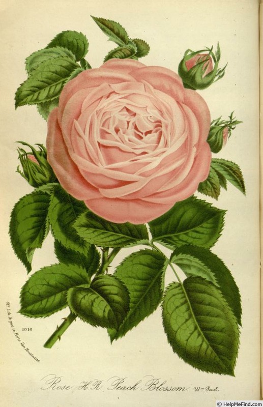 'Peach Blossom (Hybrid Perpetual, Paul, 1874)' rose photo