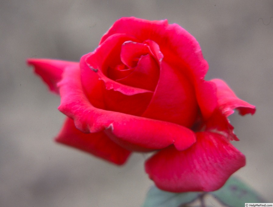 'Mrs. Henry Winnett' rose photo