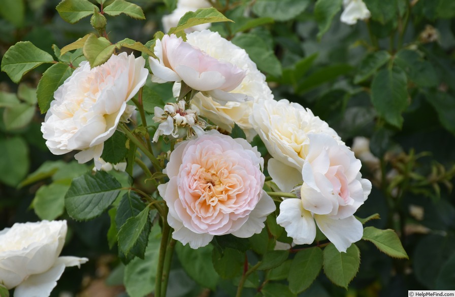 'Emily Brontë' rose photo