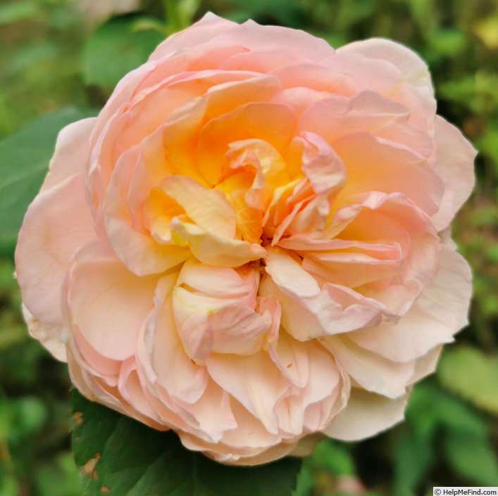 'Schönberg' rose photo