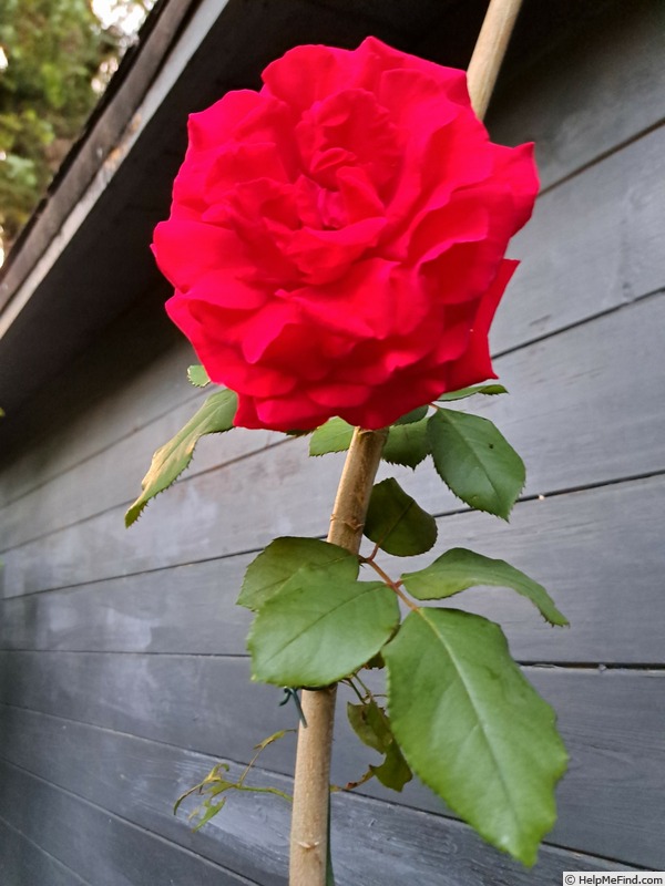 'Simone Veil ®' rose photo