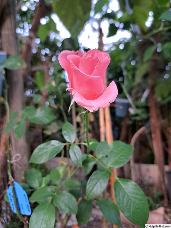 'Paris d'Yves St. Laurent' rose photo