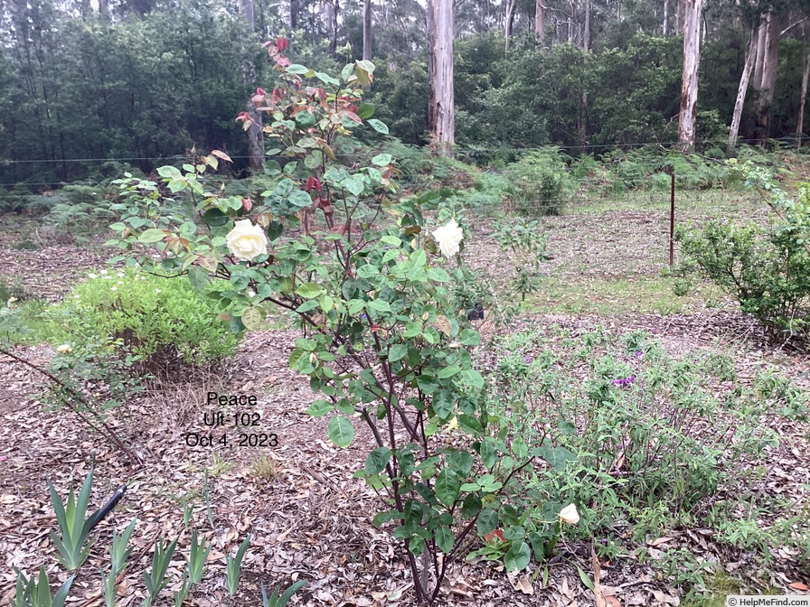 'Peace (tea, Piper 1902)' rose photo