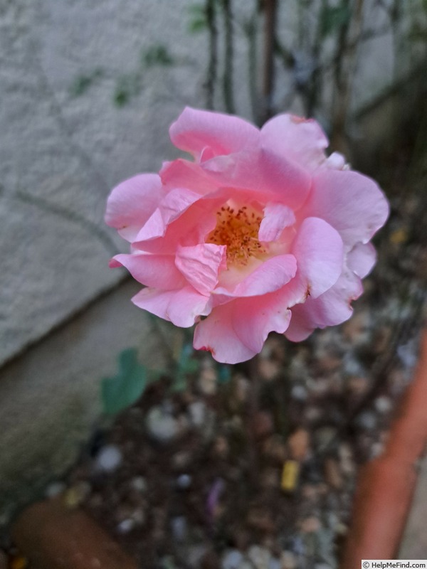 'Astrée (hybrid tea, Croix, 1955)' rose photo