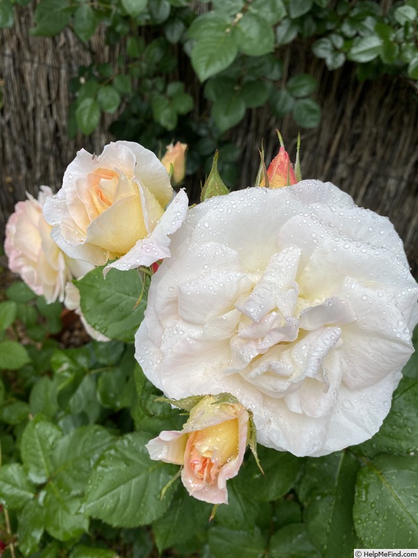 'Flirtatious ™' rose photo