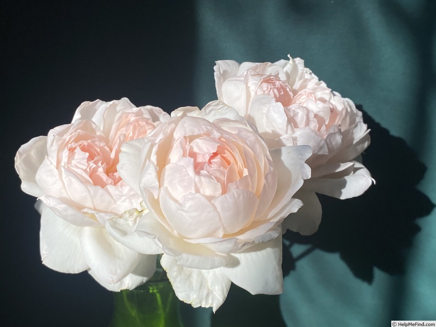 'Love's Light' rose photo