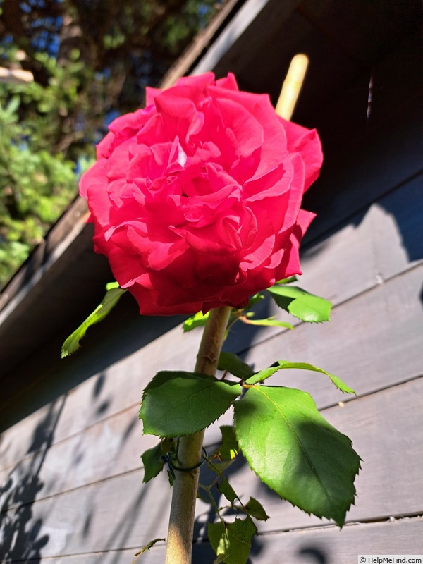 'Simone Veil ®' rose photo