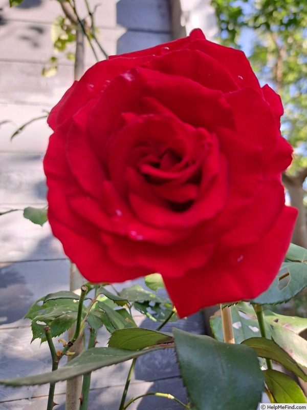 'Simone Veil ®' rose photo