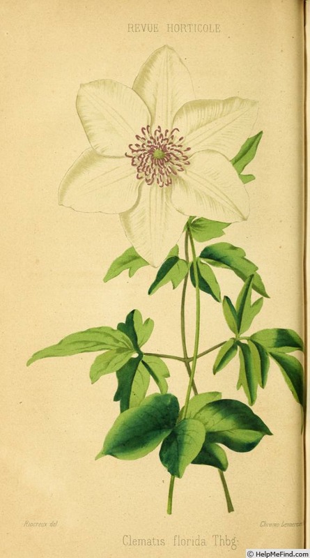 '<i>C. florida</i> Thunb.' clematis photo