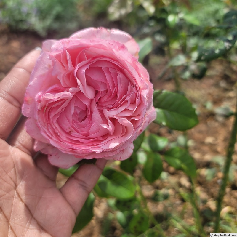 'Ball Gown' rose photo