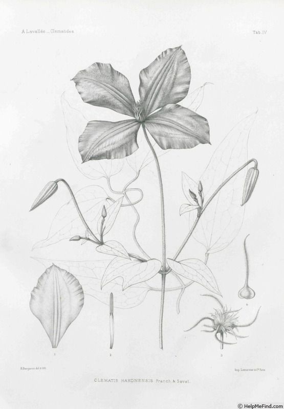 '<i>C. hakonensis</i> Franch. & Sav. synonym' clematis photo