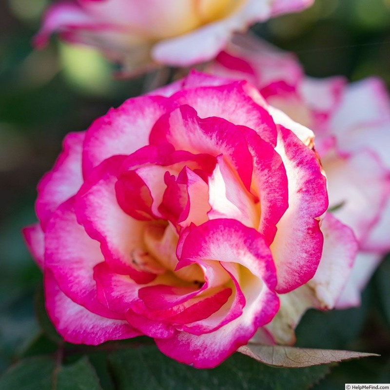 'Peppermint Party' rose photo