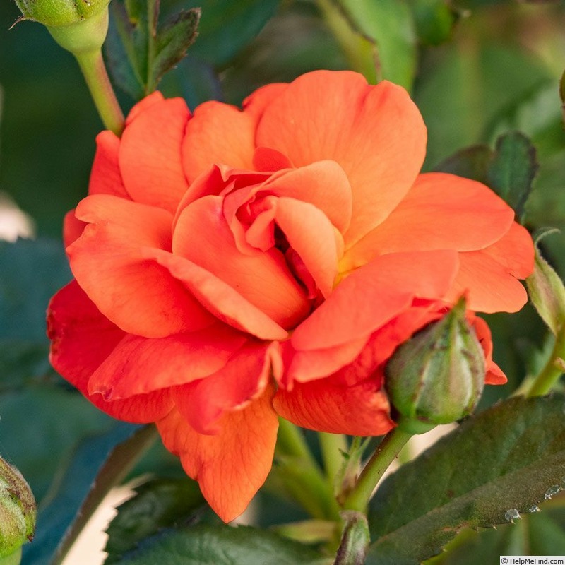 'Mandarin Sunset' rose photo
