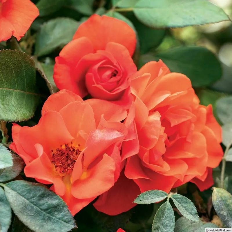 'Mandarin Sunset' rose photo