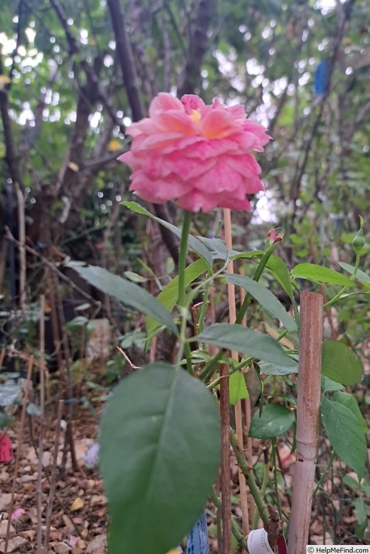 'Abbatiale de Pontigny ®' rose photo