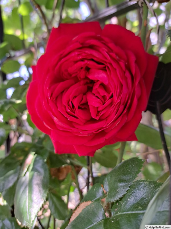 'République de Montmartre ®' rose photo