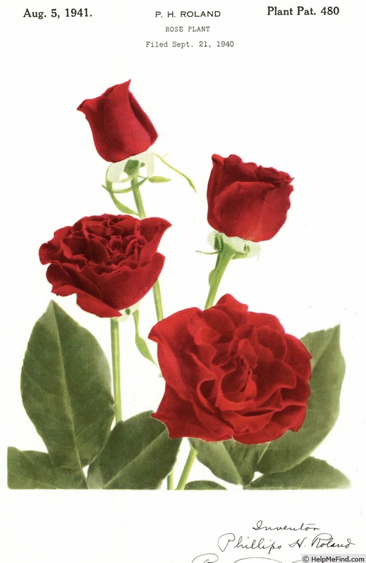'Paul Revere' rose photo