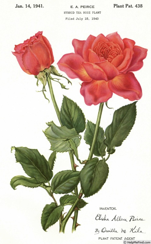 'Fair Maid (hybrid tea, Pearce, 1940)' rose photo