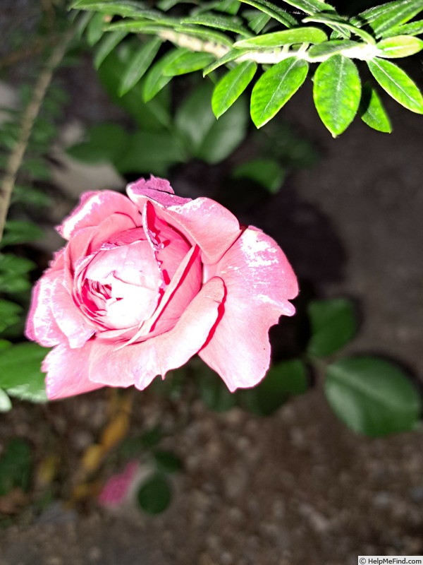 'Red Leonardo da Vinci' rose photo