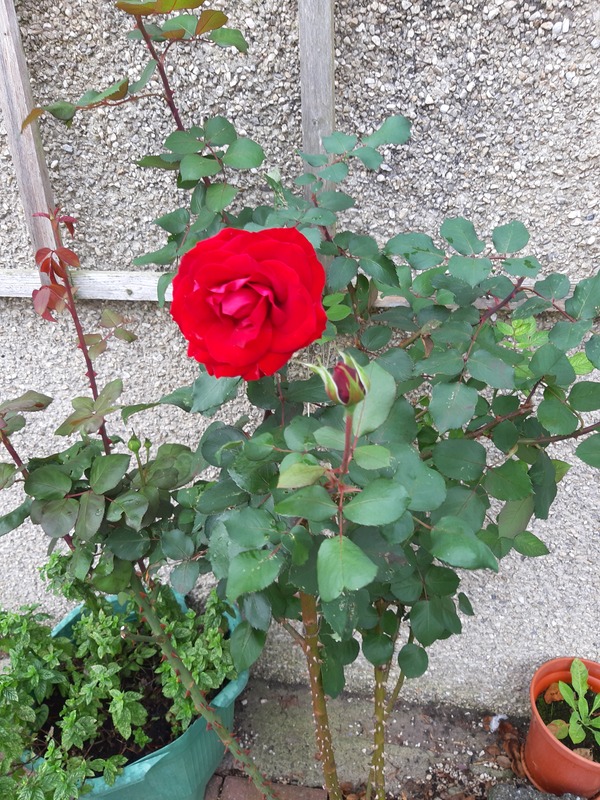 'Edward Colston' rose photo