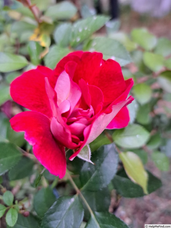 'Abbatiale de Pontigny ®' rose photo