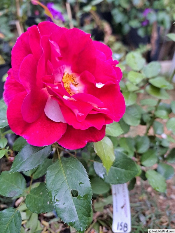 'Abbatiale de Pontigny ®' rose photo