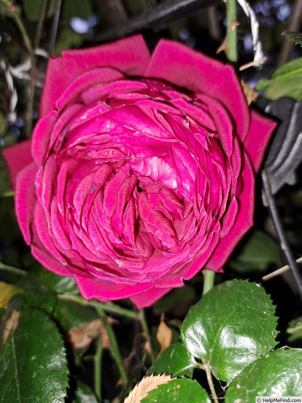 'République de Montmartre ®' rose photo