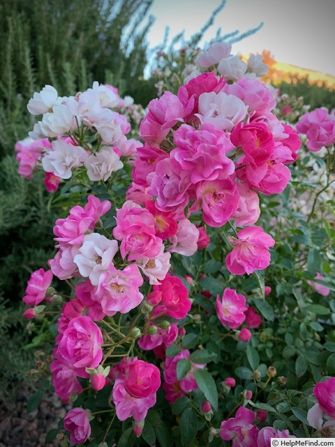 'Pretty Polly Pink' rose photo