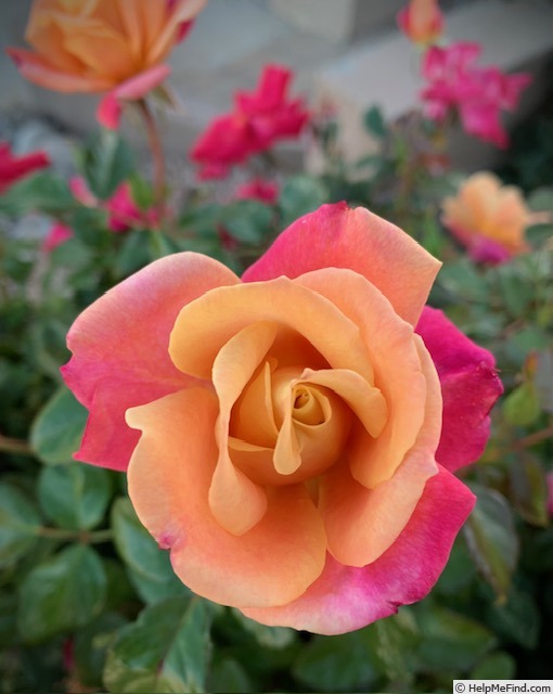 'Polynesian Punch' rose photo