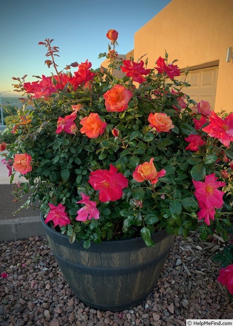 'Polynesian Punch' rose photo