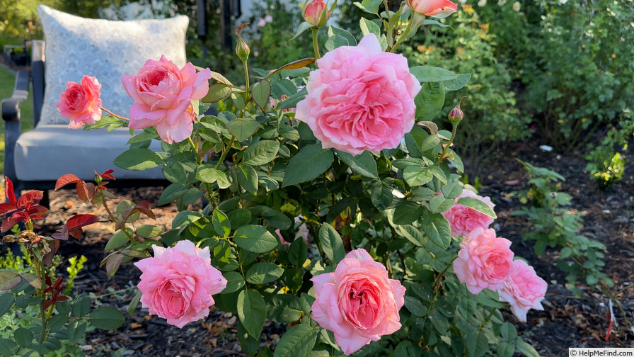 'Liv Tyler ®' rose photo
