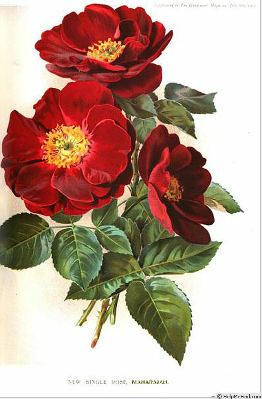 'Maharajah' rose photo