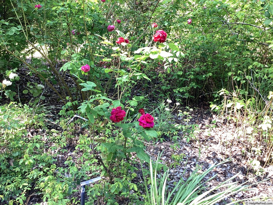 'Glastonbury' rose photo