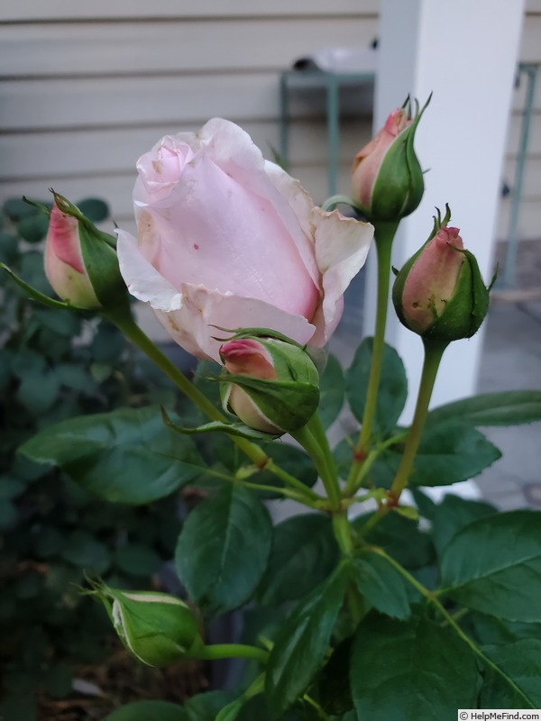 'Sweet Rose of Mine' rose photo