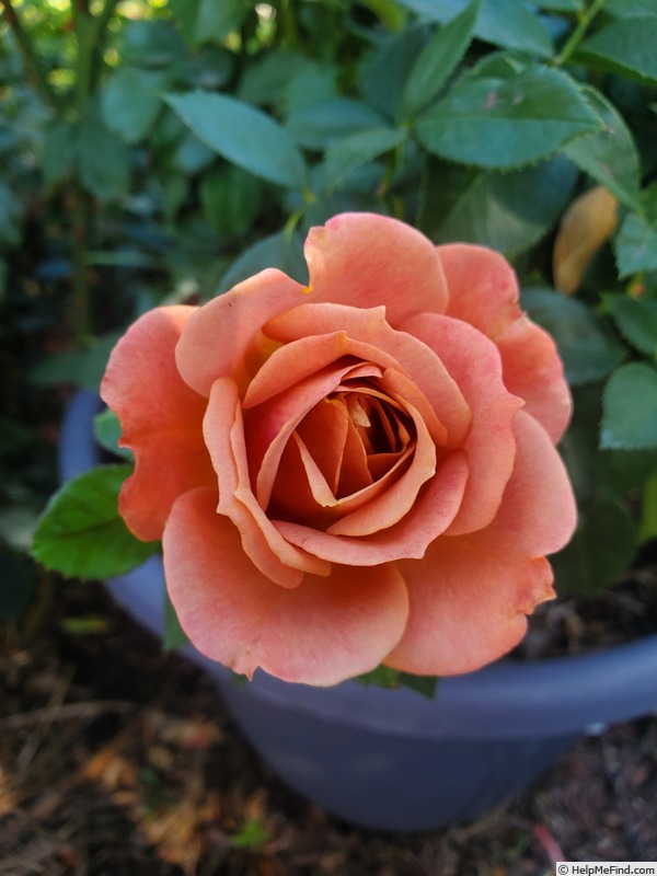 'Rosie The Riveter ™' rose photo