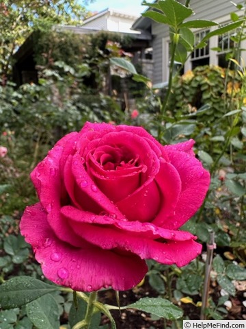 'Spiral Pink' rose photo