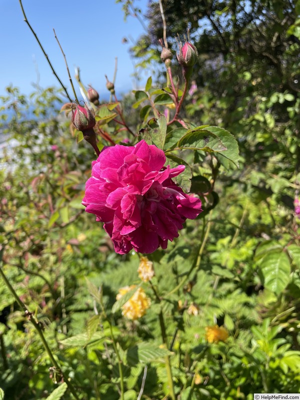 'Malton' rose photo